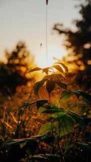 Golden Hour Sunlight and Spider Silhouette Nature Mobile Wallpaper