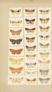 Vintage Botanical Butterfly and Moth Illustration Art Wallpaper