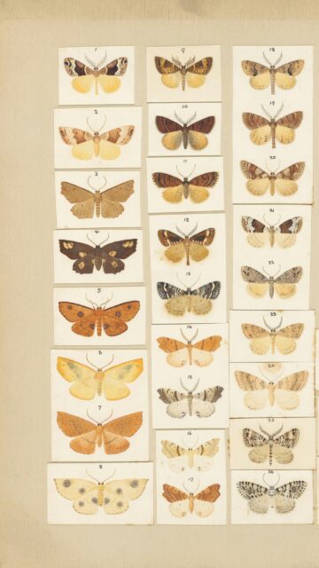 Vintage Botanical Butterfly and Moth Illustration Art Wallpaper