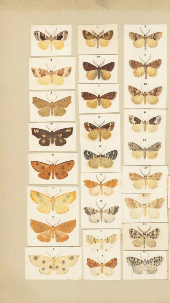 Vintage Botanical Butterfly and Moth Illustration Art Wallpaper