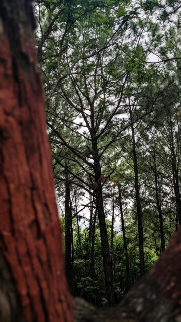Rustic Pine Tree Trunk and Forest Canopy Mobile Wallpaper
