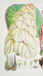 Exquisite Botanical Illustration of Rare White Flowering Plant Wallpaper