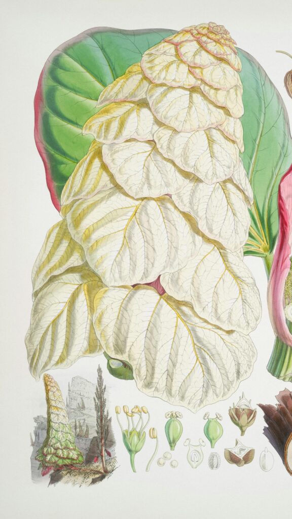 Exquisite Botanical Illustration of Rare White Flowering Plant Wallpaper