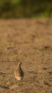 Gray Partridge Standing in Golden Sunset Field Mobile Wallpaper
