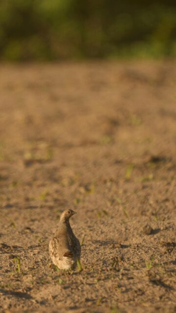 Gray Partridge Standing in Golden Sunset Field Mobile Wallpaper