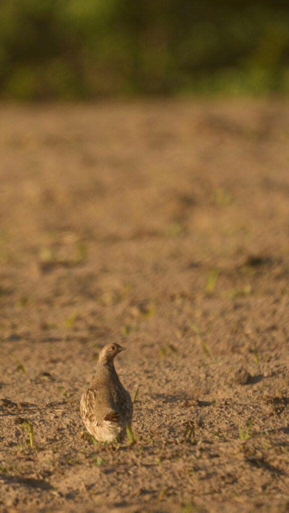 Gray Partridge Standing in Golden Sunset Field Mobile Wallpaper