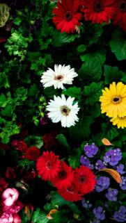 Vibrant Gerbera Daisy Garden Floral Macro Phone Wallpaper
