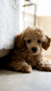 Cute Curly Apricot Poodle Puppy Looking at Camera Mobile Wallpaper