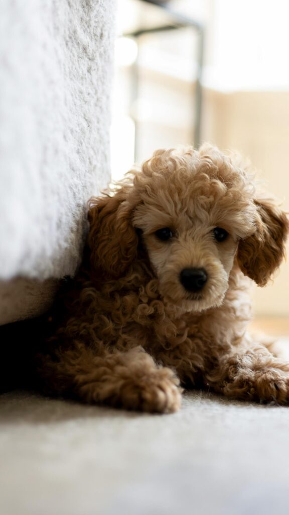 Cute Curly Apricot Poodle Puppy Looking at Camera Mobile Wallpaper