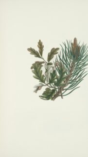 Botanical Oak and Pine Branch Illustration Art Phone Wallpaper