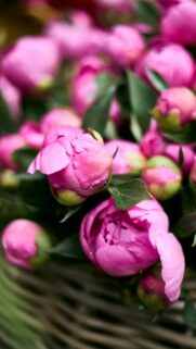 Stunning Pink Peony Flower Buds Macro Mobile Phone Wallpaper