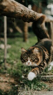 Majestic Fluffy Tabby Cat Walking Outdoors Mobile Wallpaper