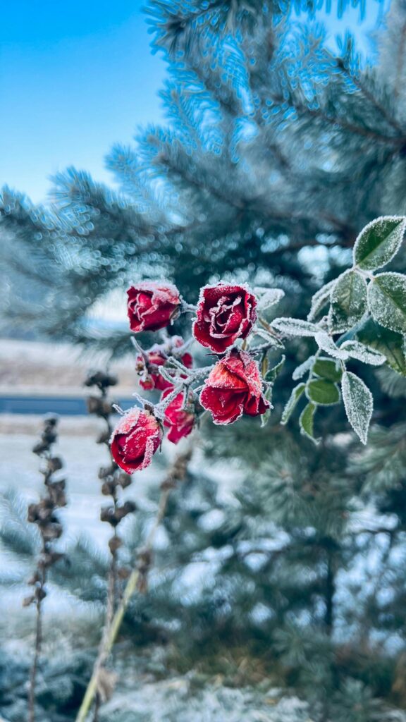 Frosted Red Roses in Winter Garden Mobile Phone Wallpaper