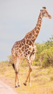 Majestic African Giraffe Walking on Safari Savanna Phone Wallpaper