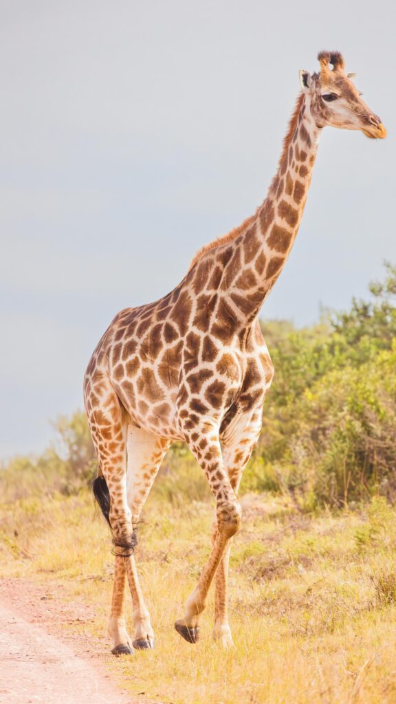 Majestic African Giraffe Walking on Safari Savanna Phone Wallpaper