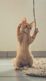 Cute Orange Tabby Kitten Playing Standing Up Mobile Wallpaper