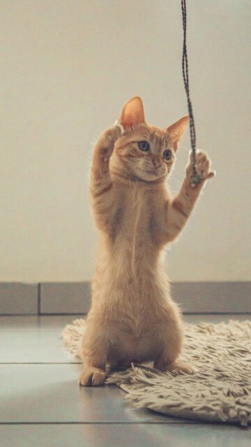 Cute Orange Tabby Kitten Playing Standing Up Mobile Wallpaper