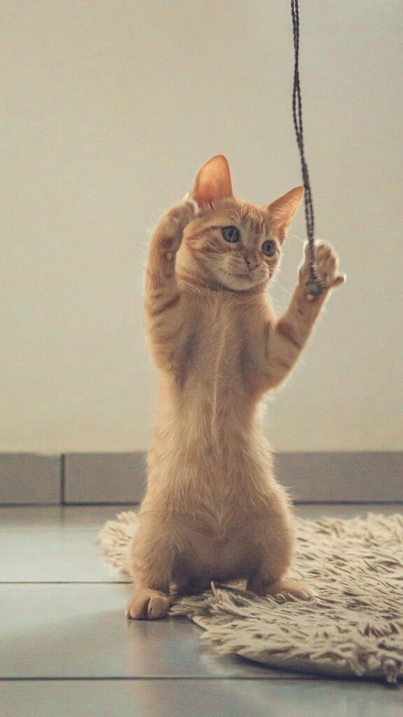 Cute Orange Tabby Kitten Playing Standing Up Mobile Wallpaper