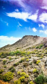 Vibrant Yellow Wildflowers on a Rocky Desert Hill Mobile Wallpaper