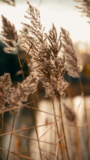 Sunlit Dried Reeds in Golden Hour Glow Mobile Phone Wallpaper