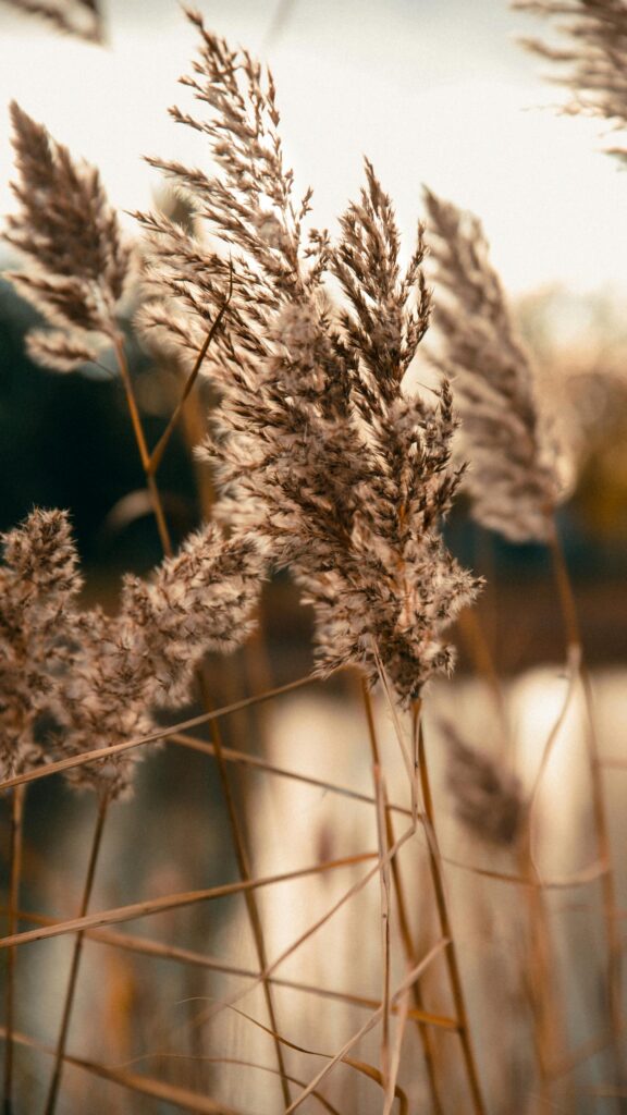 Sunlit Dried Reeds in Golden Hour Glow Mobile Phone Wallpaper