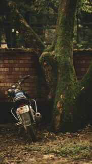 Old Motorcycle Leaning Against a Mossy Tree Trunk Wallpaper