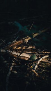 Sunlit Forest Floor Rustic Woodland Nature Mobile Wallpaper