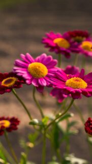 Vibrant Fuchsia Daisy Flowers Macro Nature Phone Wallpaper