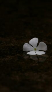 Minimalist White Vinca Flower Resting on Water Reflection Wallpaper