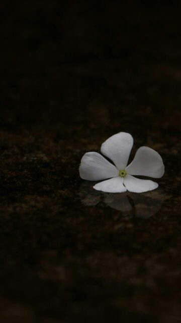 Minimalist White Vinca Flower Resting on Water Reflection Wallpaper