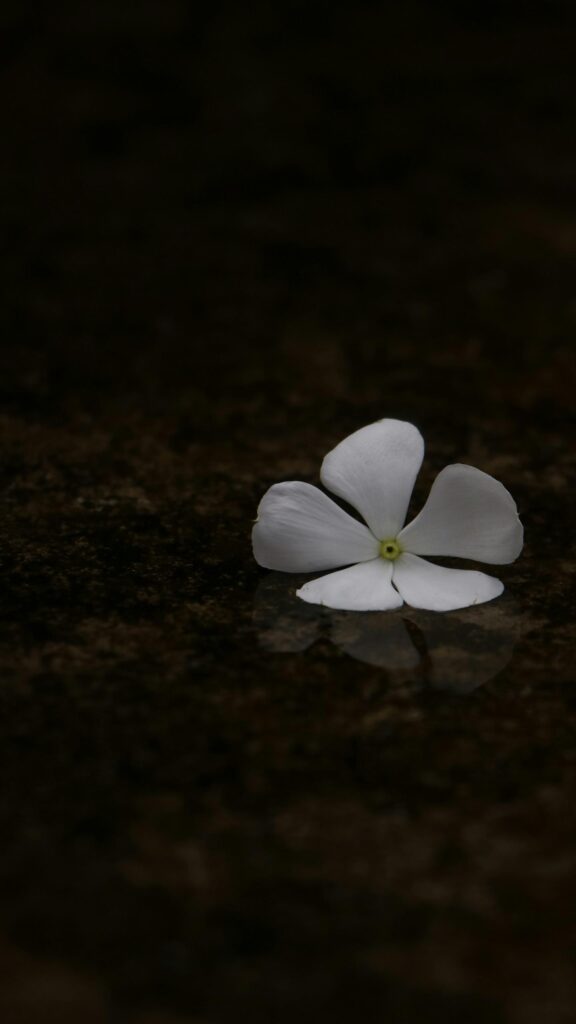 Minimalist White Vinca Flower Resting on Water Reflection Wallpaper
