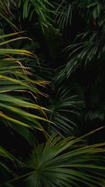 Deep Tropical Rainforest Palm Leaves Nature Mobile Wallpaper