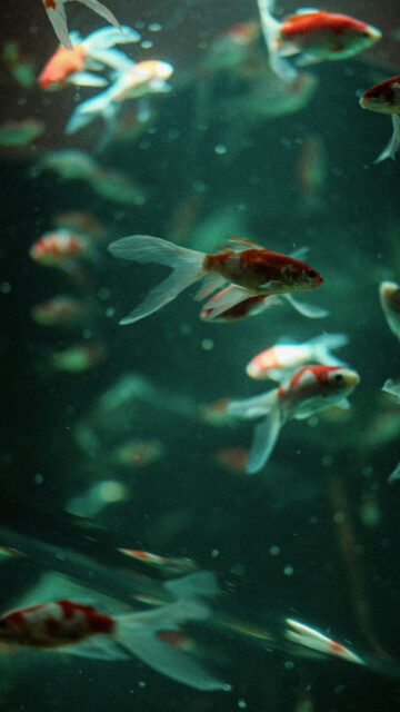 Pisces Ethereal Fish Aesthetic for Meditation and Intuition Wallpaper