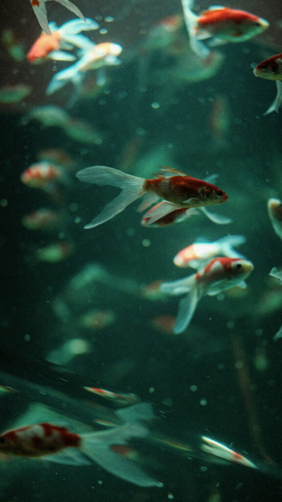 Pisces Ethereal Fish Aesthetic for Meditation and Intuition Wallpaper