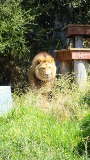 Majestic Male Lion Strolling Through Golden Grass Mobile Wallpaper
