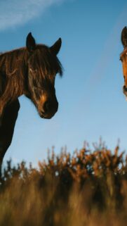 Majestic Wild Horses at Sunset Mobile HD Wallpaper