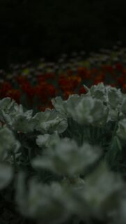 Dreamy White and Orange Tulip Garden Floral Mobile Wallpaper