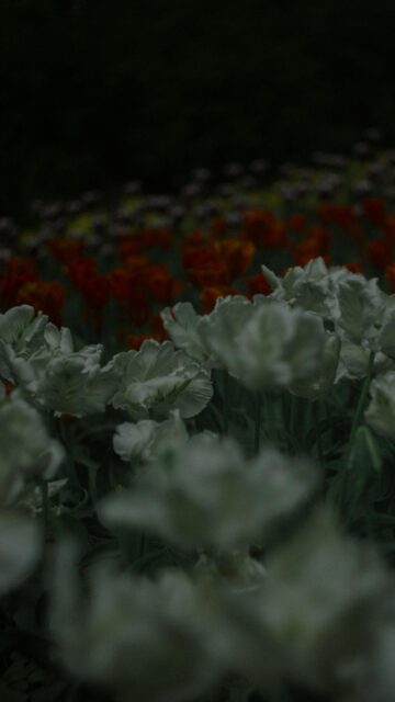 Dreamy White and Orange Tulip Garden Floral Mobile Wallpaper