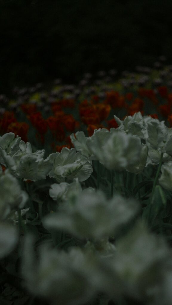 Dreamy White and Orange Tulip Garden Floral Mobile Wallpaper