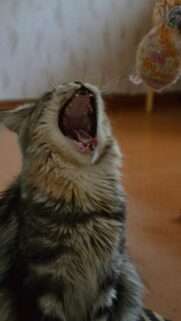 Funny Yawning Maine Coon Cat High Quality Mobile Wallpaper