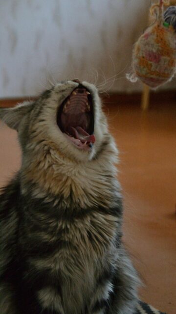 Funny Yawning Maine Coon Cat High Quality Mobile Wallpaper