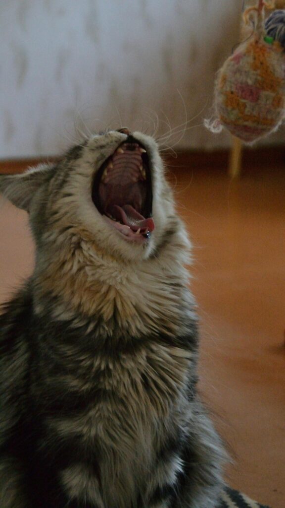 Funny Yawning Maine Coon Cat High Quality Mobile Wallpaper