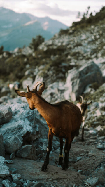 Capricorn Earth Energy Mountain Goat Spiritual Aesthetic Wallpaper