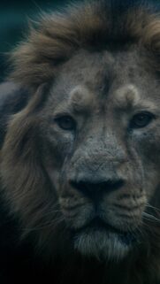 Majestic Lion Portrait Close Up Dark Aesthetic Mobile Wallpaper
