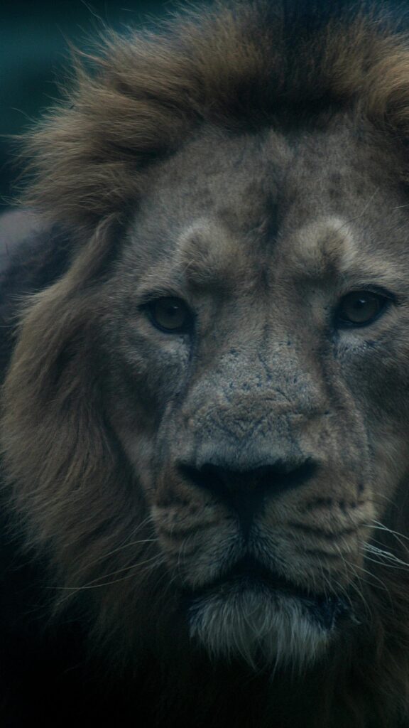 Majestic Lion Portrait Close Up Dark Aesthetic Mobile Wallpaper