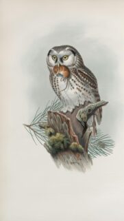 Vintage Boreal Owl with Mouse Illustration Art Phone Wallpaper