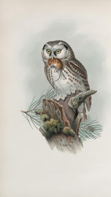 Vintage Boreal Owl with Mouse Illustration Art Phone Wallpaper