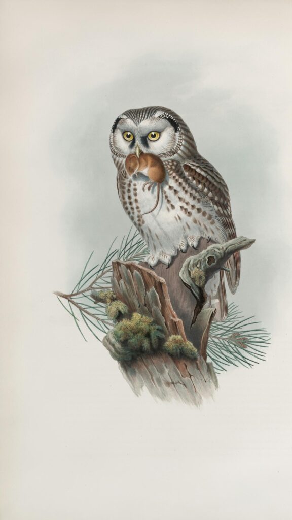 Vintage Boreal Owl with Mouse Illustration Art Phone Wallpaper