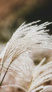 Soft White Pampas Grass Macro Close-up Aesthetic Phone Wallpaper