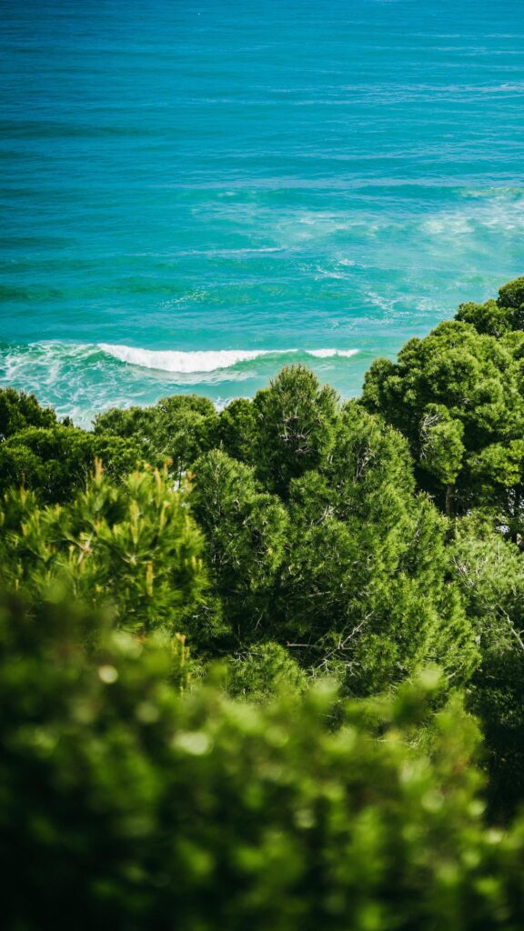 Stunning Coastal Pine Forest Overlooking Turquoise Ocean Waves Wallpaper